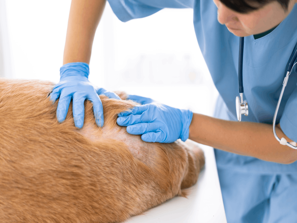 Veterinaria revisando la piel de un perro