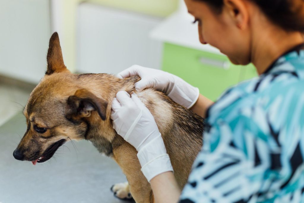 Veterinaria vacunando a un perro