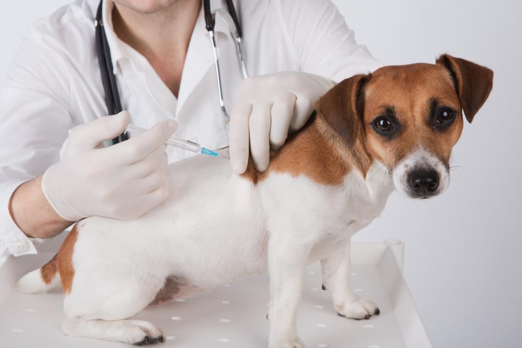 Veterinaria vacunando a un perro